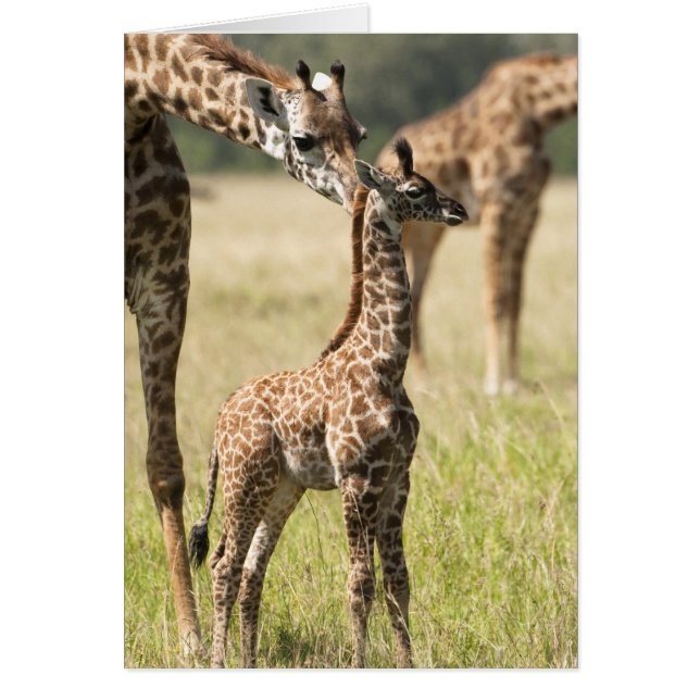 Masai-Giraffen, Giraffa camelopardalis 2 (Vorne)