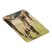 Masai-Giraffen, Giraffa camelopardalis 2 Magnet (Rechte Seite)