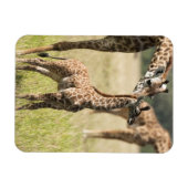 Masai-Giraffen, Giraffa camelopardalis 2 Magnet (Horizontal)