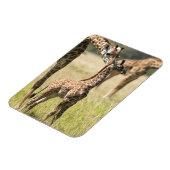 Masai-Giraffen, Giraffa camelopardalis 2 Magnet (Linke Seite)