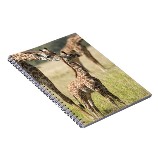 Masai-Giraffen, Giraffa camelopardalis 2 Notizblock (Rechte Seite)