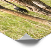 Masai-Giraffen, Giraffa camelopardalis 2 Poster (Ecke)