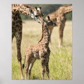 Masai-Giraffen, Giraffa camelopardalis 2 Poster (Vorne)