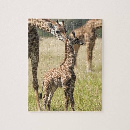 Masai-Giraffen, Giraffa camelopardalis 2 Puzzle (Vertikal)
