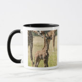 Masai-Giraffen, Giraffa camelopardalis 2 Tasse (Links)