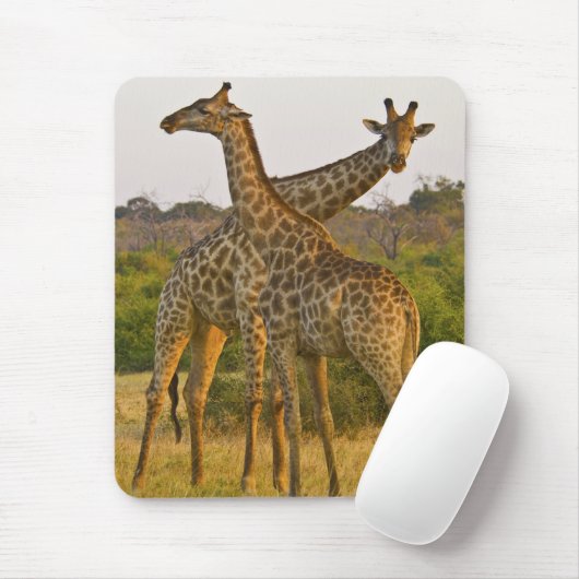 Masai Giraffen Kenya Afrika Mousepad (Mit Mouse)