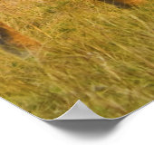 Masai Giraffes Kenya Africa Poster (Ecke)