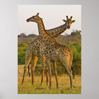 Masai Giraffes Kenya Africa Poster