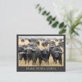Masai Mara African Buffaloes Kenya Postcard Postkarte (Stehend Vorderseite)