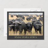 Masai Mara African Buffaloes Kenya Postcard Postkarte (Vorne/Hinten)