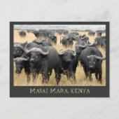 Masai Mara African Buffaloes Kenya Postcard Postkarte (Vorderseite)