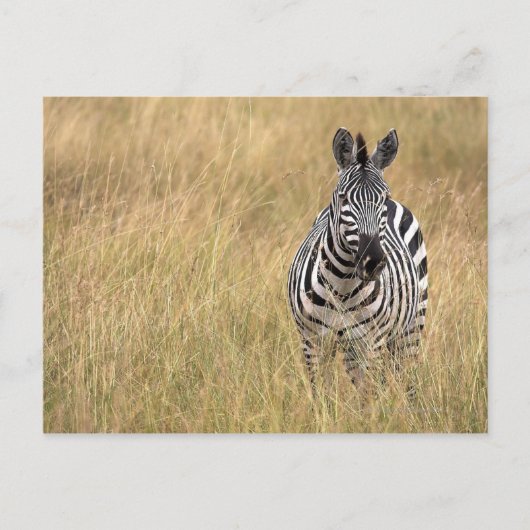 Masai Mara, Kenia Postkarte (Vorderseite)