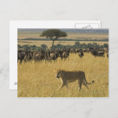 Masai Mara National Reserve, Kenia, Afrika Postkarte (Vorne/Hinten)