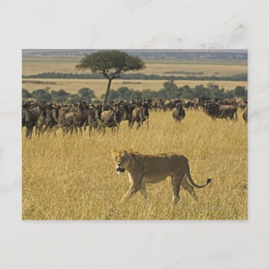 Masai Mara National Reserve, Kenia, Afrika Postkarte (Vorderseite)