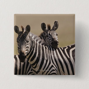 Masai Mara National Reserve, Kenia, Juli 2005 3 Button