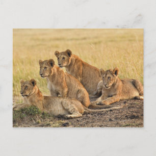 Masai Mara National Reserve, Kenia, Juli 2005 Postkarte