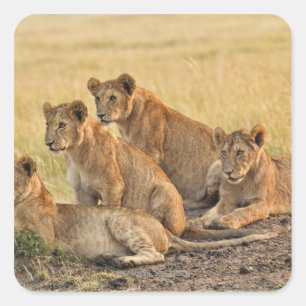 Masai Mara National Reserve, Kenia, Juli 2005 Quadratischer Aufkleber