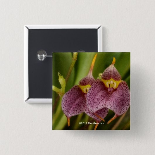 Masdevallia Button (Vorne & Hinten)