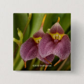 Masdevallia Button (Vorderseite)