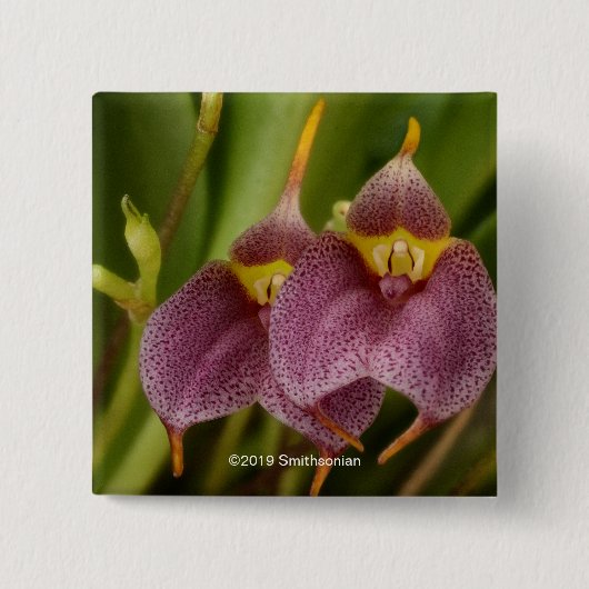 Masdevallia Button (Vorderseite)