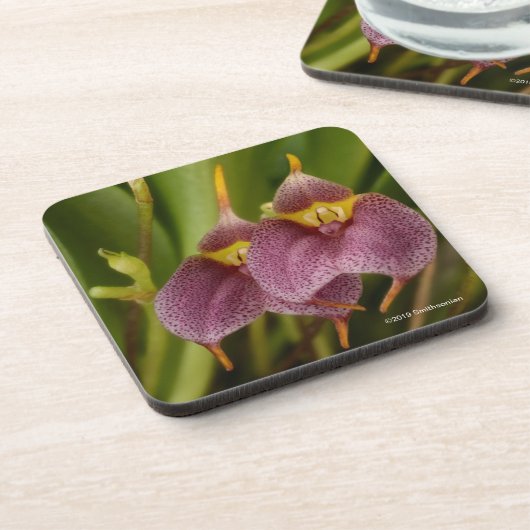 Masdevallia Getränkeuntersetzer (Linke Seite)