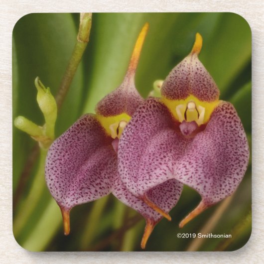 Masdevallia Getränkeuntersetzer (Vorderseite)