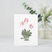 Masdevallia henriettae postkarte (Stehend Vorderseite)