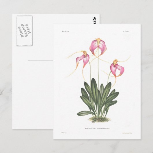 Masdevallia henriettae postkarte (Vorne/Hinten)