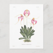 Masdevallia henriettae postkarte (Vorderseite)