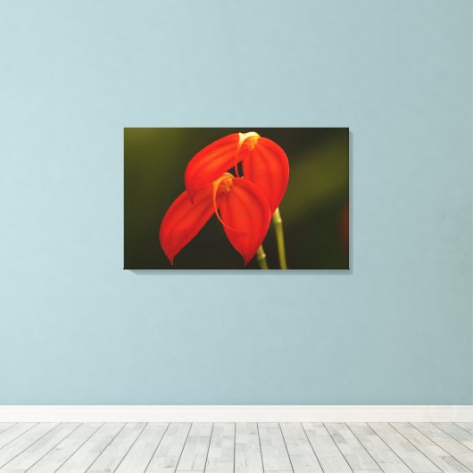 Masdevallia ignea leinwanddruck (Insitu (Holzboden))