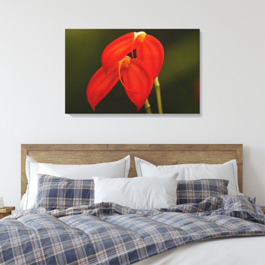 Masdevallia ignea leinwanddruck (Insitu (Schlafzimmer))