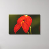 Masdevallia ignea leinwanddruck (Vorderseite)
