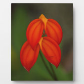 Masdevallia ignea Orchid Fotoplatte (Vorderseite)