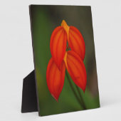 Masdevallia ignea Orchid Fotoplatte (Seite)