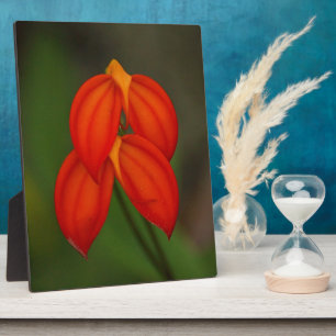 Masdevallia ignea Orchid Fotoplatte