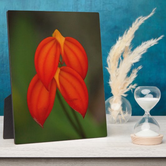 Masdevallia ignea Orchid Fotoplatte (Seite)