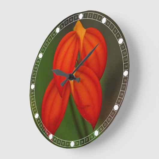 Masdevallia ignea Orchid Große Wanduhr (Winkel)