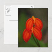 Masdevallia ignea Orchid Postkarte (Vorne/Hinten)