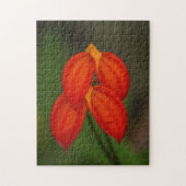 Masdevallia ignea Orchid Puzzle (Vertikal)