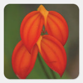 Masdevallia ignea Orchid Quadratischer Aufkleber (Vorderseite)