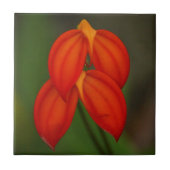 Masdevallia ignea Orchidee Fliese (Vorderseite)