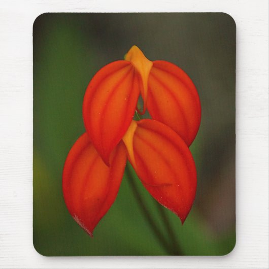 Masdevallia ignea Orchidee Mousepad (Vorne)