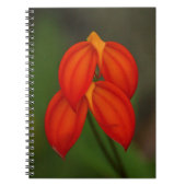 Masdevallia ignea Orchidee Notizblock (Vorderseite)