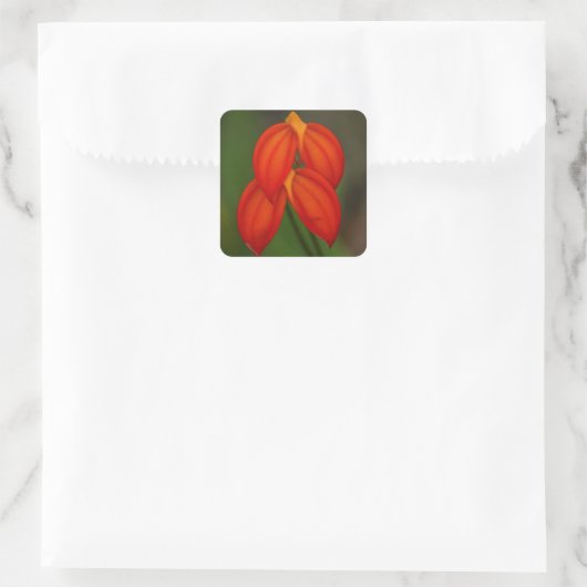 Masdevallia ignea Orchidee Quadratischer Aufkleber (Tasche)