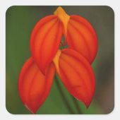 Masdevallia ignea Orchidee Quadratischer Aufkleber (Vorderseite)
