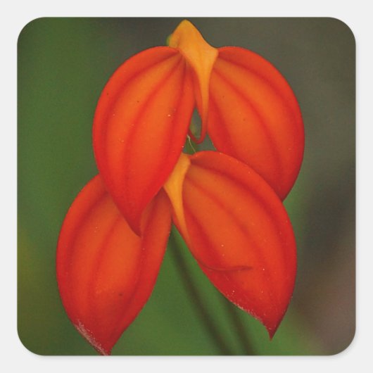 Masdevallia ignea Orchidee Quadratischer Aufkleber (Vorderseite)