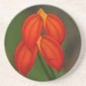 Masdevallia ignea Orchidee Sandstein Untersetzer (Vorne)