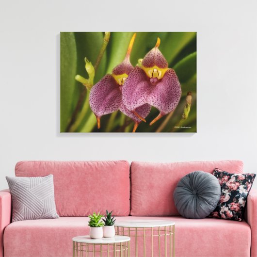Masdevallia Leinwanddruck (Insitu (Wohnzimmer))