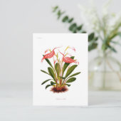 Masdevallia lindeni postkarte (Stehend Vorderseite)