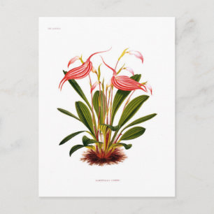 Masdevallia lindeni postkarte